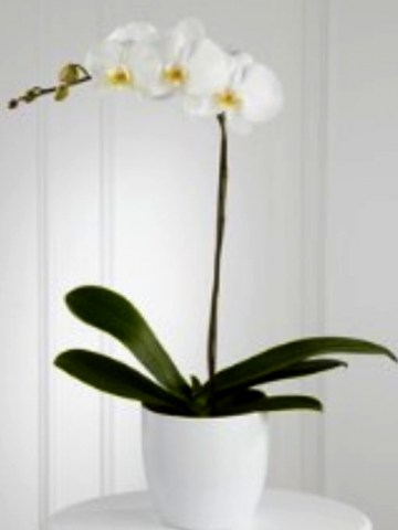 White Orchid Planter us87